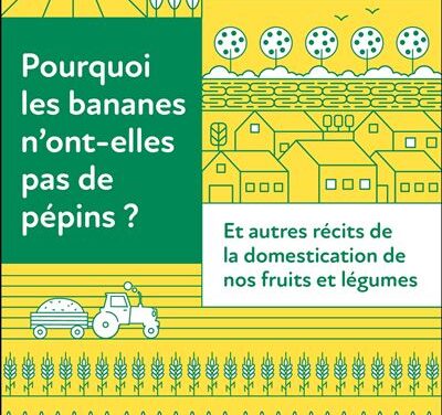 Pourquoi les bananes n’ont-elles pas de pépins?