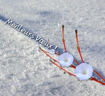 Veille histoire Janvier 2026